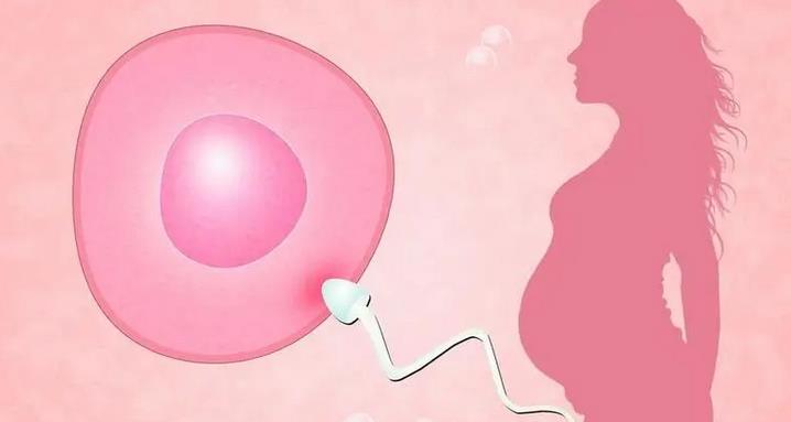 成都助孕费用表:胚胎移植的费用详解