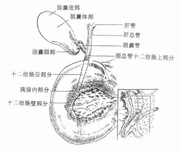 天津南开医院胆结石手术费用