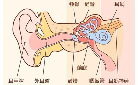 耳朵闷闷的堵住的感觉是怎么了 