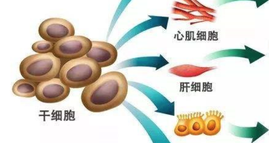 干细胞要打几针？干细胞治疗的主要功效全解析？福州哪个医院可以注射干细胞？
