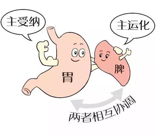 北京丰益中医馆脾胃专科门诊 如何保养脾胃？看这四字口诀！