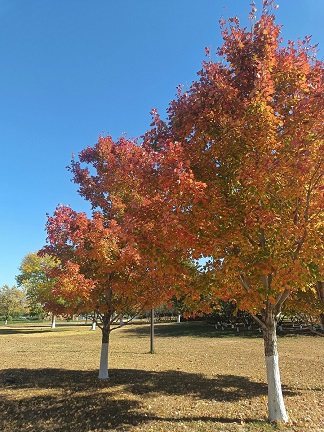 北京豐益橋中醫(yī)?？崎T診看便秘 秋燥情況下如何提前預防便秘？